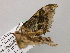  ( - BC ZSM Lep 57249)  @12 [ ] CreativeCommons - Attribution Non-Commercial Share-Alike (2012) Axel Hausmann/Bavarian State Collection of Zoology (ZSM) SNSB, Zoologische Staatssammlung Muenchen