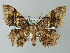  (Hyposidra AH01Ch - BC ZSM Lep 57249)  @13 [ ] CreativeCommons - Attribution Non-Commercial Share-Alike (2012) Axel Hausmann/Bavarian State Collection of Zoology (ZSM) SNSB, Zoologische Staatssammlung Muenchen