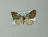  (Martania micropunctum - BC ZSM Lep 57250)  @13 [ ] CreativeCommons - Attribution Non-Commercial Share-Alike (2012) Axel Hausmann/Bavarian State Collection of Zoology (ZSM) SNSB, Zoologische Staatssammlung Muenchen
