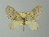  (Epirrita AH01Ch - BC ZSM Lep 57272)  @13 [ ] CreativeCommons - Attribution Non-Commercial Share-Alike (2012) Axel Hausmann/Bavarian State Collection of Zoology (ZSM) SNSB, Zoologische Staatssammlung Muenchen
