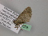  ( - BC ZSM Lep 57278)  @12 [ ] CreativeCommons - Attribution Non-Commercial Share-Alike (2012) Axel Hausmann/Bavarian State Collection of Zoology (ZSM) SNSB, Zoologische Staatssammlung Muenchen