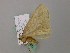 ( - BC ZSM Lep 57285)  @12 [ ] CreativeCommons - Attribution Non-Commercial Share-Alike (2012) Axel Hausmann/Bavarian State Collection of Zoology (ZSM) SNSB, Zoologische Staatssammlung Muenchen