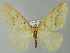  (Agriopis AH01Ch - BC ZSM Lep 57285)  @13 [ ] CreativeCommons - Attribution Non-Commercial Share-Alike (2012) Axel Hausmann/Bavarian State Collection of Zoology (ZSM) SNSB, Zoologische Staatssammlung Muenchen