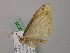  ( - BC ZSM Lep 57287)  @14 [ ] CreativeCommons - Attribution Non-Commercial Share-Alike (2012) Axel Hausmann/Bavarian State Collection of Zoology (ZSM) SNSB, Zoologische Staatssammlung Muenchen
