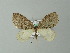  ( - BC ZSM Lep 57290)  @13 [ ] CreativeCommons - Attribution Non-Commercial Share-Alike (2012) Axel Hausmann/Bavarian State Collection of Zoology (ZSM) SNSB, Zoologische Staatssammlung Muenchen
