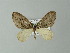  ( - BC ZSM Lep 57292)  @11 [ ] CreativeCommons - Attribution Non-Commercial Share-Alike (2012) Axel Hausmann/Bavarian State Collection of Zoology (ZSM) SNSB, Zoologische Staatssammlung Muenchen