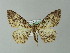  ( - BC ZSM Lep 57293)  @14 [ ] CreativeCommons - Attribution Non-Commercial Share-Alike (2012) Axel Hausmann/Bavarian State Collection of Zoology (ZSM) SNSB, Zoologische Staatssammlung Muenchen