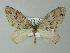  ( - BC ZSM Lep 57300)  @13 [ ] CreativeCommons - Attribution Non-Commercial Share-Alike (2012) Axel Hausmann/Bavarian State Collection of Zoology (ZSM) SNSB, Zoologische Staatssammlung Muenchen