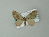  ( - BC ZSM Lep 57304)  @12 [ ] CreativeCommons - Attribution Non-Commercial Share-Alike (2012) Axel Hausmann/Bavarian State Collection of Zoology (ZSM) SNSB, Zoologische Staatssammlung Muenchen