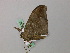  ( - BC ZSM Lep 57321)  @12 [ ] CreativeCommons - Attribution Non-Commercial Share-Alike (2012) Axel Hausmann/Bavarian State Collection of Zoology (ZSM) SNSB, Zoologische Staatssammlung Muenchen