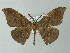  (Hyposidra AH02Ch - BC ZSM Lep 57321)  @13 [ ] CreativeCommons - Attribution Non-Commercial Share-Alike (2012) Axel Hausmann/Bavarian State Collection of Zoology (ZSM) SNSB, Zoologische Staatssammlung Muenchen