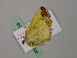  ( - BC ZSM Lep 57335)  @12 [ ] CreativeCommons - Attribution Non-Commercial Share-Alike (2012) Axel Hausmann/Bavarian State Collection of Zoology (ZSM) SNSB, Zoologische Staatssammlung Muenchen