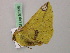  ( - BC ZSM Lep 57336)  @12 [ ] CreativeCommons - Attribution Non-Commercial Share-Alike (2012) Axel Hausmann/Bavarian State Collection of Zoology (ZSM) SNSB, Zoologische Staatssammlung Muenchen