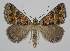  (Dichromodes fulvida - BC EF Lep 04147)  @14 [ ] Copyright (2013) Egbert Friedrich Research Collection Egbert Friedrich