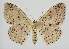  (Idaea punctatissimaEF01 - BC EF Lep 04317)  @14 [ ] Copyright (2013) Egbert Friedrich Research Collection Egbert Friedrich