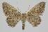  (Idaea EF18 - BC EF Lep 04318)  @14 [ ] Copyright (2013) Egbert Friedrich Research Collection Egbert Friedrich