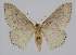  (Idaea EF09 - BC EF Lep 04326)  @15 [ ] Copyright (2013) Egbert Friedrich Research Collection Egbert Friedrich