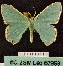  (Comostola MS01 - BC ZSM Lep 62998)  @13 [ ] Copyright (2012) Axel Hausmann/Bavarian State Collection of Zoology (ZSM) SNSB, Zoologische Staatssammlung Muenchen