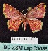  ( - BC ZSM Lep 63036)  @13 [ ] Copyright (2012) Axel Hausmann/Bavarian State Collection of Zoology (ZSM) SNSB, Zoologische Staatssammlung Muenchen