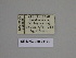  ( - SE MNC Lep 01139)  @11 [ ] Copyright (2012) Sven Erlacher Museum Naturkunde Chemnitz