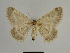  ( - SE MNC Lep 01144)  @12 [ ] Copyright (2012) Sven Erlacher Museum Naturkunde Chemnitz