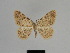  ( - SE MNC Lep 01170)  @11 [ ] Copyright (2012) Sven Erlacher Museum Naturkunde Chemnitz
