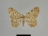  ( - SE MNC Lep 01171)  @11 [ ] Copyright (2012) Sven Erlacher Museum Naturkunde Chemnitz