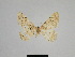  ( - SE MNC Lep 01172)  @11 [ ] Copyright (2012) Sven Erlacher Museum Naturkunde Chemnitz