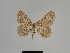  ( - SE MNC Lep 01173)  @12 [ ] Copyright (2012) Sven Erlacher Museum Naturkunde Chemnitz