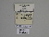  ( - SE MNC Lep 01286)  @11 [ ] Copyright (2012) Sven Erlacher Museum Naturkunde Chemnitz