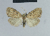  ( - BC ZSM Lep 48218)  @14 [ ] CreativeCommons - Attribution Non-Commercial Share-Alike (2012) Axel Hausmann/Bavarian State Collection of Zoology (ZSM) SNSB, Zoologische Staatssammlung Muenchen
