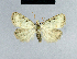  ( - BC ZSM Lep 48219)  @14 [ ] CreativeCommons - Attribution Non-Commercial Share-Alike (2012) Axel Hausmann/Bavarian State Collection of Zoology (ZSM) SNSB, Zoologische Staatssammlung Muenchen