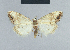  (Deltote incognita - BC ZSM Lep 48220)  @14 [ ] CreativeCommons - Attribution Non-Commercial Share-Alike (2012) Axel Hausmann/Bavarian State Collection of Zoology (ZSM) SNSB, Zoologische Staatssammlung Muenchen
