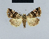  (Maliattha signifera - BC ZSM Lep 48266)  @15 [ ] CreativeCommons - Attribution Non-Commercial Share-Alike (2012) Axel Hausmann/Bavarian State Collection of Zoology (ZSM) SNSB, Zoologische Staatssammlung Muenchen