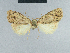  (Nola aulombardi - BC ZSM Lep 48312)  @11 [ ] CreativeCommons - Attribution Non-Commercial Share-Alike (2012) Axel Hausmann/Bavarian State Collection of Zoology (ZSM) SNSB, Zoologische Staatssammlung Muenchen