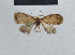  ( - BC ZSM Lep 48313)  @11 [ ] CreativeCommons - Attribution Non-Commercial Share-Alike (2012) Axel Hausmann/Bavarian State Collection of Zoology (ZSM) SNSB, Zoologische Staatssammlung Muenchen