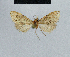  (Nola incognitaHH01 - BC ZSM Lep 48314)  @12 [ ] CreativeCommons - Attribution Non-Commercial Share-Alike (2012) Axel Hausmann/Bavarian State Collection of Zoology (ZSM) SNSB, Zoologische Staatssammlung Muenchen