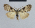  (Nola nigristriga - BC ZSM Lep 48316)  @13 [ ] CreativeCommons - Attribution Non-Commercial Share-Alike (2012) Axel Hausmann/Bavarian State Collection of Zoology (ZSM) SNSB, Zoologische Staatssammlung Muenchen