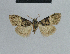  (Nola bipartita - BC ZSM Lep 48317)  @12 [ ] CreativeCommons - Attribution Non-Commercial Share-Alike (2012) Axel Hausmann/Bavarian State Collection of Zoology (ZSM) SNSB, Zoologische Staatssammlung Muenchen