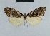  (Nola porphyriana - BC ZSM Lep 48318)  @12 [ ] CreativeCommons - Attribution Non-Commercial Share-Alike (2012) Axel Hausmann/Bavarian State Collection of Zoology (ZSM) SNSB, Zoologische Staatssammlung Muenchen