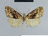  ( - BC ZSM Lep 48319)  @12 [ ] CreativeCommons - Attribution Non-Commercial Share-Alike (2012) Axel Hausmann/Bavarian State Collection of Zoology (ZSM) SNSB, Zoologische Staatssammlung Muenchen