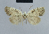 (Nola katbergensis - BC ZSM Lep 48320)  @12 [ ] CreativeCommons - Attribution Non-Commercial Share-Alike (2012) Axel Hausmann/Bavarian State Collection of Zoology (ZSM) SNSB, Zoologische Staatssammlung Muenchen
