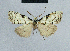  (Nola patricia - BC ZSM Lep 48322)  @12 [ ] CreativeCommons - Attribution Non-Commercial Share-Alike (2012) Axel Hausmann/Bavarian State Collection of Zoology (ZSM) SNSB, Zoologische Staatssammlung Muenchen