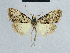  (Nola monofascia - BC ZSM Lep 48325)  @12 [ ] CreativeCommons - Attribution Non-Commercial Share-Alike (2012) Axel Hausmann/Bavarian State Collection of Zoology (ZSM) SNSB, Zoologische Staatssammlung Muenchen