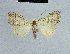  (Nola leucalea - BC ZSM Lep 48326)  @11 [ ] CreativeCommons - Attribution Non-Commercial Share-Alike (2012) Axel Hausmann/Bavarian State Collection of Zoology (ZSM) SNSB, Zoologische Staatssammlung Muenchen