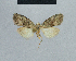  ( - BC ZSM Lep 48327)  @11 [ ] CreativeCommons - Attribution Non-Commercial Share-Alike (2012) Axel Hausmann/Bavarian State Collection of Zoology (ZSM) SNSB, Zoologische Staatssammlung Muenchen