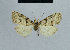  (Nola legraini - BC ZSM Lep 48328)  @11 [ ] CreativeCommons - Attribution Non-Commercial Share-Alike (2012) Axel Hausmann/Bavarian State Collection of Zoology (ZSM) SNSB, Zoologische Staatssammlung Muenchen