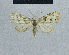  ( - BC ZSM Lep 48329)  @13 [ ] CreativeCommons - Attribution Non-Commercial Share-Alike (2012) Axel Hausmann/Bavarian State Collection of Zoology (ZSM) SNSB, Zoologische Staatssammlung Muenchen