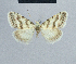  (Nola typica - BC ZSM Lep 48330)  @13 [ ] CreativeCommons - Attribution Non-Commercial Share-Alike (2012) Axel Hausmann/Bavarian State Collection of Zoology (ZSM) SNSB, Zoologische Staatssammlung Muenchen