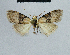  (Nola ornatulana - BC ZSM Lep 48331)  @11 [ ] CreativeCommons - Attribution Non-Commercial Share-Alike (2012) Axel Hausmann/Bavarian State Collection of Zoology (ZSM) SNSB, Zoologische Staatssammlung Muenchen